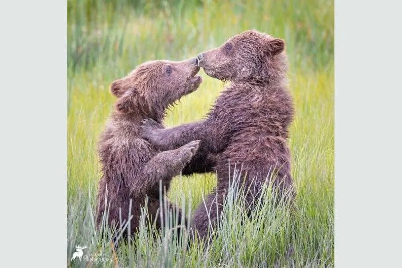 media preview image for blog 'Psychiatry’s Accountability Gap'